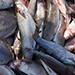 На рыбзаводе "Сокра" на Камчатке существует угроза невыплат заработной платы работникам