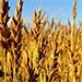 Долги по зарплатам перед работниками сельхозпредприятия "Ирбычан" погашены после вмешательства прокуратуры Магадана