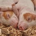 Трудовая инспекция Алтайского края установила факты нарушений трудовых прав работников в АО "Антипинское"