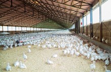 При вмешательстве прокуратуры погашены долги по зарплате на птицефабрике "Артемовская" в Свердловской области