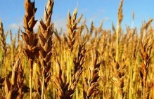 В Шадринском районе аграрии ООО "Миллениум" остановили уборку урожая по причине низких зарплат