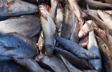 На рыбзаводе "Сокра" на Камчатке существует угроза невыплат заработной платы работникам