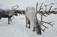 Мерами прокурорского реагирования выплачены долги по зарплатам в ГУП "Камчатоленпром"