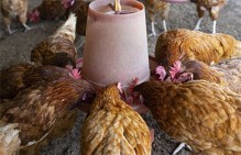Мерами реагирования трудовой инспекции в Краснодарском крае выплачены долги по зарплате в ООО "Новомышастовская птицефабрика"