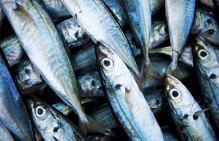 Трудовая инспекция Мурманской области привлекла к административной ответственности руководителя ООО "Звезда моряка" за невыплату зарплат