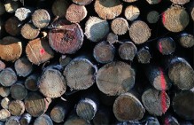 На предприятиях ООО "ЛХК "Алтайлес" сократят сезонных работников