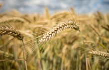 Руководитель СПК "Прогресс" из Удмуртской Республики предстанет в суде за невыплату заработной платы работникам