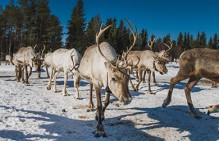 На Камчатке оленеводам из села Средние Пахачи более двух месяцев не выплачивают зарплату