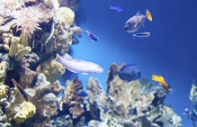 Невыплаты заработной платы в ООО "Арктиксервис - Мурманский океанариум" стали регулярными