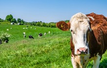 В апатитской агрофирме "Индустрия" частично погашены задолженности по зарплатам после вмешательства надзорного ведомства