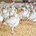 Однодневная забастовка работников убойного цеха птицефабрики "Островная" в Южно-Сахалинске