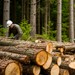 По решению суда работникам "Задонского лесничества" выплачены многолетние задолженности по стимулирующим надбавкам
