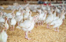 Однодневная забастовка работников убойного цеха птицефабрики "Островная" в Южно-Сахалинске