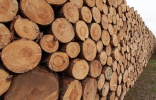 Частичное погашение долгов по зарплате перед работниками Черемховского лесхоза при содействии надзорных ведомств