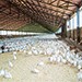 После закрытия «Коченевской птицефабрики» всех работников сократили