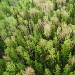 В Вологодской области увеличили оклады работникам лесного хозяйства
