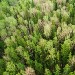 Подписано соглашение между профильным министерством и профсоюзом работников лесных отраслей в Красноярском крае