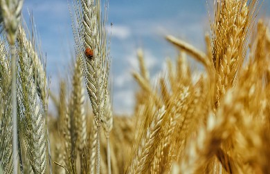 Выросла зарплата на сельхозпредприятиях в Челябинской области