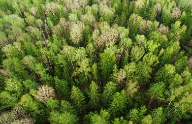 Работникам Ладвинского леспромхоза не выплачивают долги по зарплате